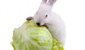 Rabbit Rabbit