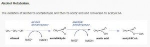 Alcohol Metabolism