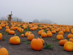Sure! We have punkin patches in Texas. And we do see a morning or two where the mist hangs heavy in the air... Sure! We have punkin patches in Texas. And we do see a morning or two where the mist hangs heavy in the air...