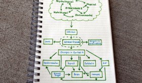 Stress, Our Health, and It's Link to Adrenal Fatigue Stress, Our Health, and It's Link to Adrenal Fatigue