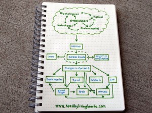Stress, Our Health, and It's Link to Adrenal Fatigue