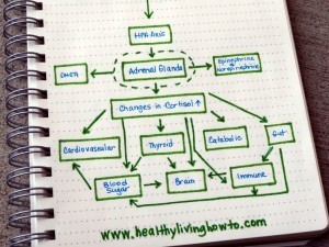 Stress, Our Health, and It's Link to Adrenal Fatigue